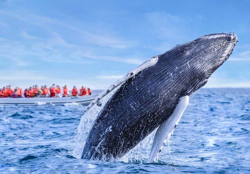 Desde $1,090.25 p.p.