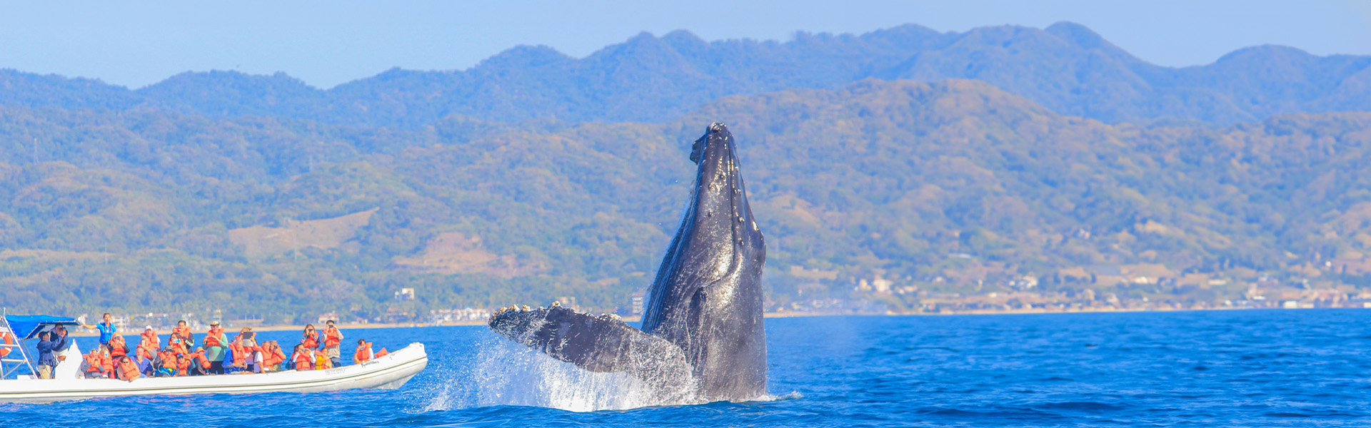 PUB_VPV_SLIDE_ballena.jpg